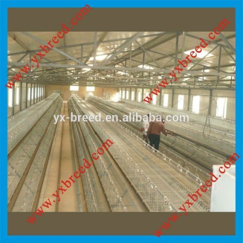 Poultry Farming Equipments For Broilers