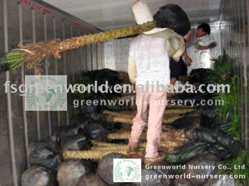 phoenix roebelenii loading containers