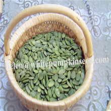Chinese white pumpkin seeds kernels