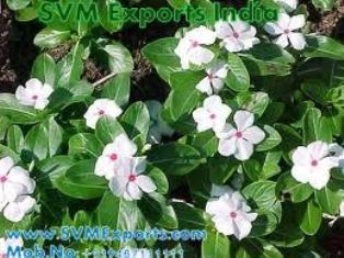 Exporters Vinca Rosea In India.