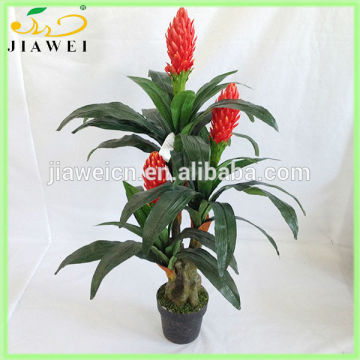 flowering decorative indoor trees