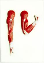 Arm flexor and extensor muscles (2 parts)