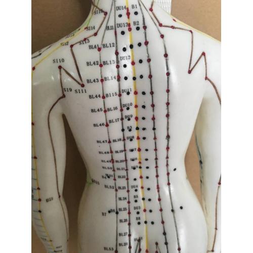 MODELE ACUPUNCTURE FEMELLE