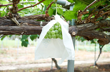 Non Woven Fruit Cover