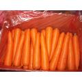 High Quality Fresh Carrot 2020