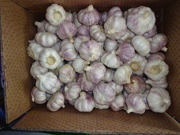 Size 5.0 Normal White Garlic Crop 2019