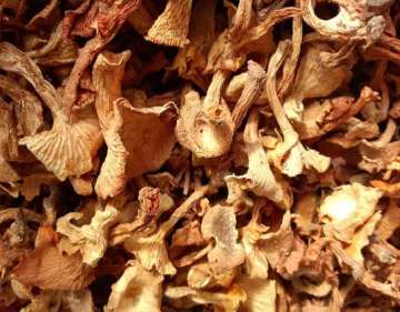 Dried Chanterelles Wild from Chinese