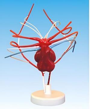 The evolution of the arch artery