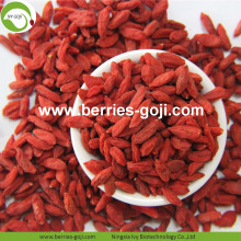 Hight Quality Nutrition Baies de Goji biologiques séchées