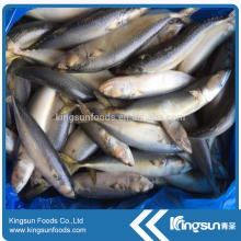 Good sale frozen seafood pacific mackerel on sale