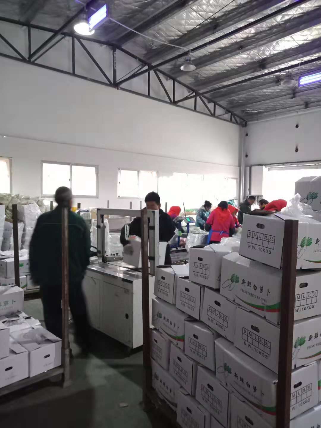 Chinese beijing cabbage export / fresh vegetables mixed container loading
