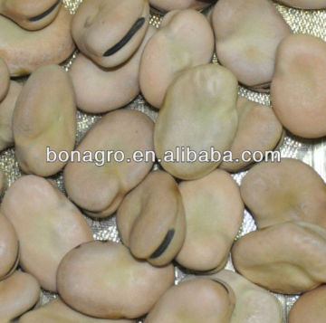 chinese dried Broad bean