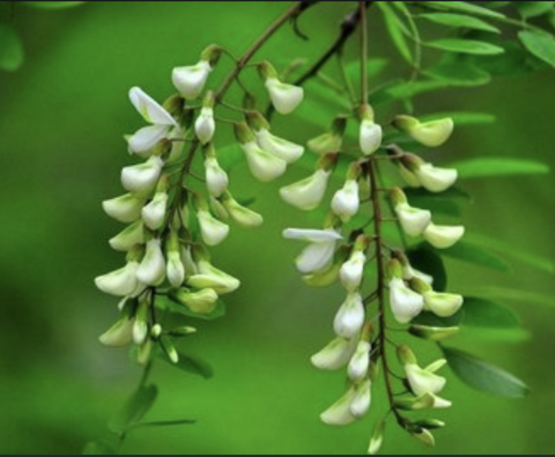 Polvo de extracto de quercetina natural Natural Quercetin Extract Powder