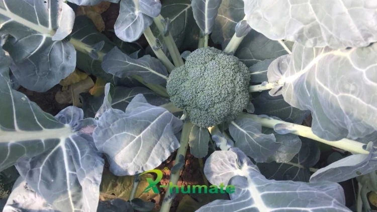 X-Humate Leonardite Foliar Fertilizer Humic Acid Potassium Humate Flake 98%