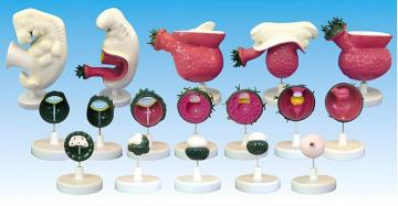 Human embryonic model (17 parts)