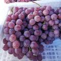 Красный глобус винограда нового урожая фиолетовая кожа