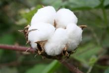 Pesticide insecticide fipronil 97%