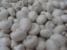 Fresh white button mushroom Delicate Champignon Mushroom