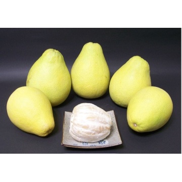 Exporter la qualité standard de pomelo frais