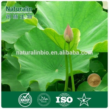 Herbal medicine weight loss Lotus leaf extract