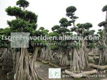 Ficus microcarpa huge size