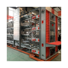 Automatic Poultry Layer Chicken Cage for Large Scale Farms in Abuja, Nigeria