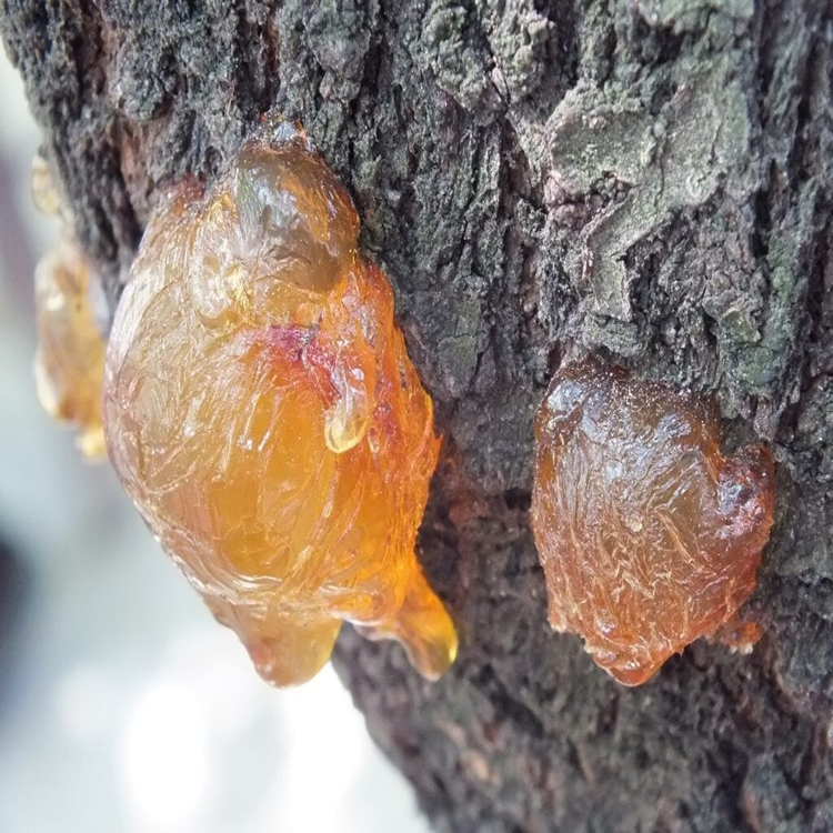 Boswellia Serrata Extract Boswellia Serrata Extract