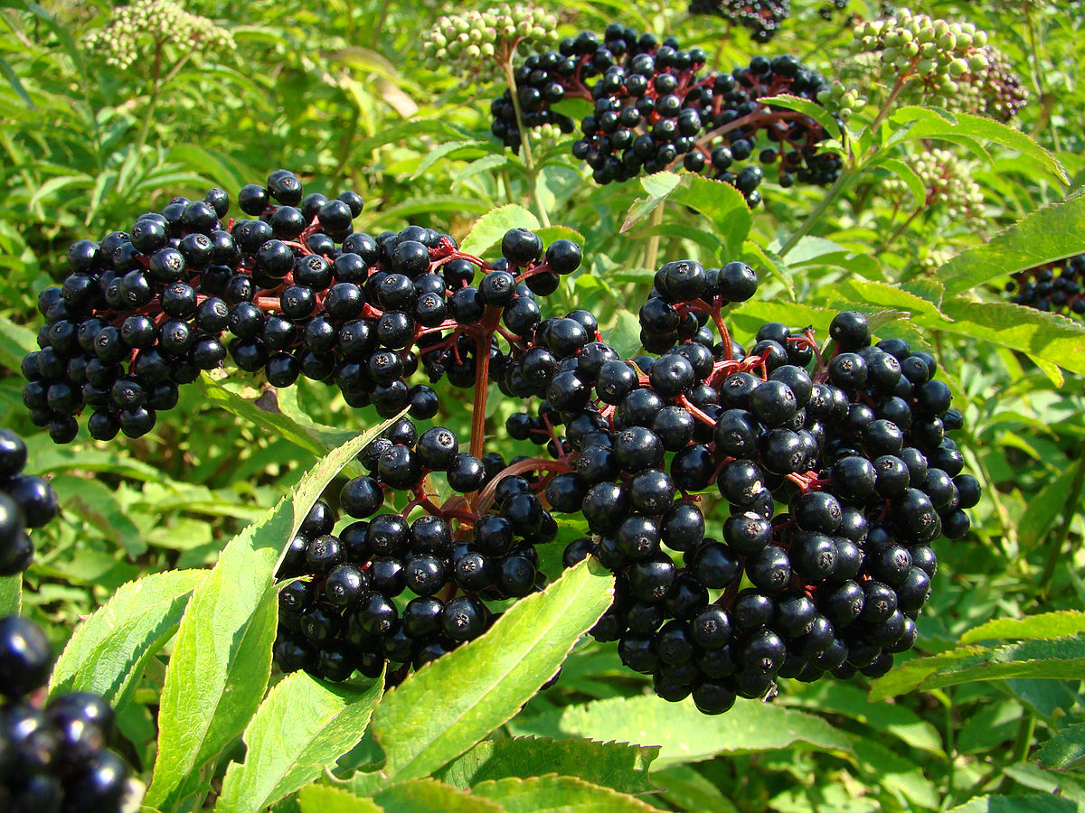 Black Elderberry Fruit Extract Gummies Elderberry Immune Support Vitamin C Gummies