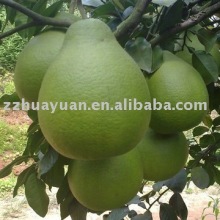 Shatian pomelo