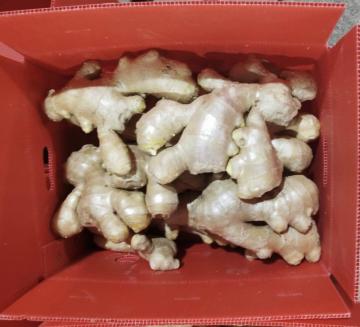 Organic Air Dry Ginger