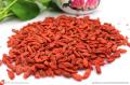 2018 Free Sample 750granule / 50g Goji Berry w najlepszej cenie