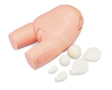 Advanced uterine fundus model