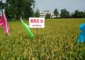 Goede prijs voor rijstzaden van de beste kwaliteit