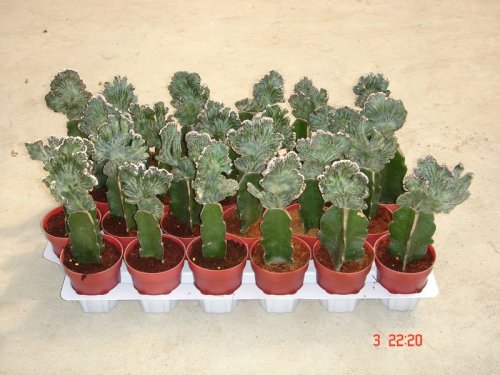 Grafted Cactus bonsai nursery