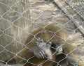 Paslanmaz Çelik Halat Zoo Hayvan Örgüsü