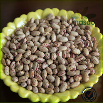 export wax beans/red kidney beans import/sugar beans for 2014 hot sale