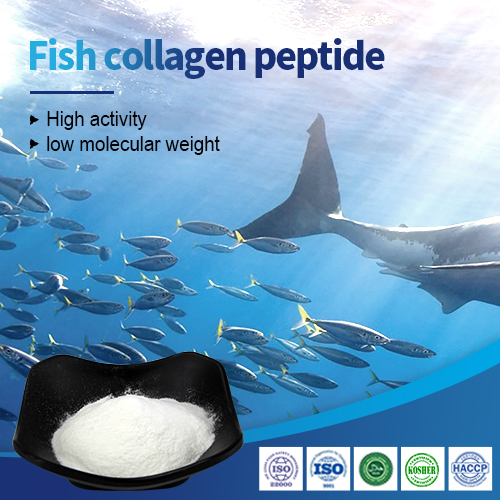 Halal 1000 daltons poudre peptidique de collagène de collagène de poisson hydrolysé
