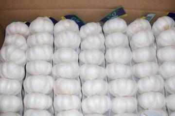 The best quality fresh pure white garlic