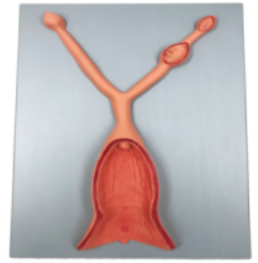 Dog uterus Anatomy model