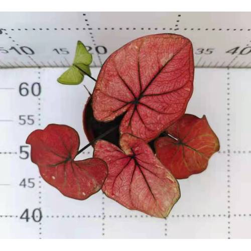 caladium c13 in good price