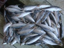 Frozen Mackerel