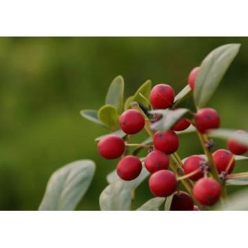 Pharmaceutical Grade Anti-inflammatory wintergreen essential oil