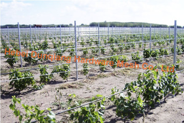 Various Type Steel Galvanized Vineyard Post