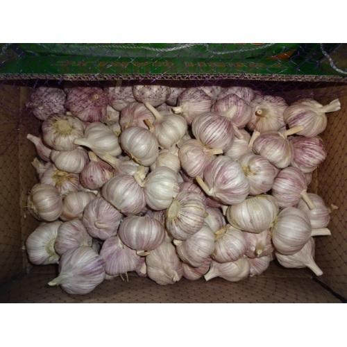 Hot Sale Normal White Garlic Fresh 2019