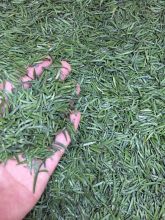 Natural ecological selenium-rich tea