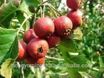 Hawthorn leaf extract