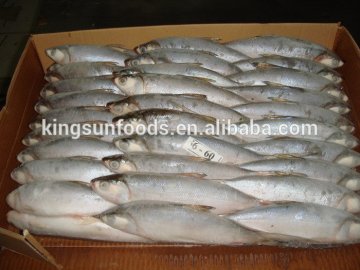 Hotsale New Season Frozen Milkfish W/R