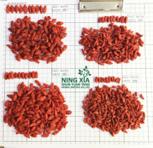 Ningxia Best Quality Goji Berry Plants
