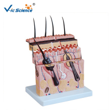 Skin Section Model 70 Times