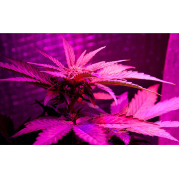 Las mejores luces de cultivo LED de alta potencia High times